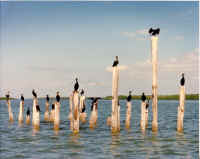 poling place.jpg (61214 bytes)